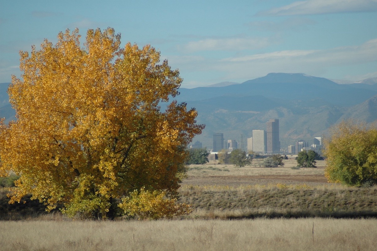 A cottonwood in full yellow autumn colour in the foreground, the Denver skyline small and pale behind it and the Front Range standing across the whole background in haze.