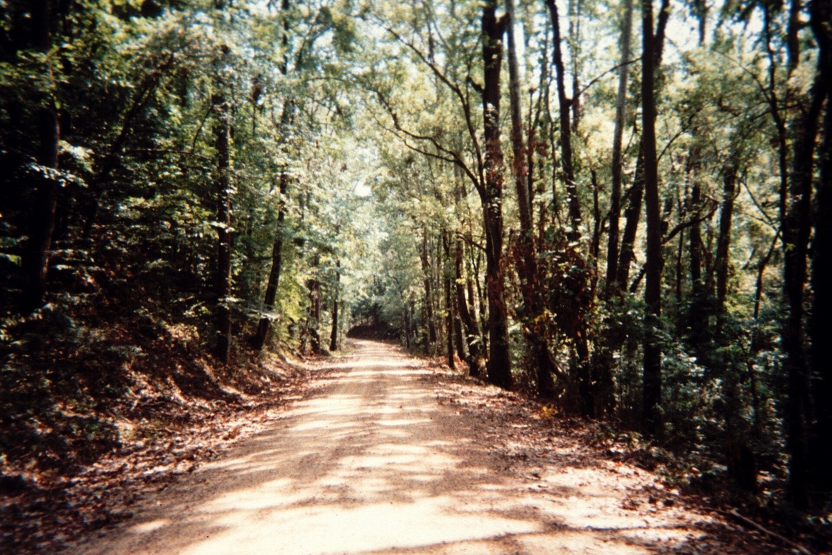 A pale unpaved road running up through dense hardwood forest on Crowley's Ridge, sunlight falling in patches across the dirt surface and heavy green summer foliage closing in on both sides.