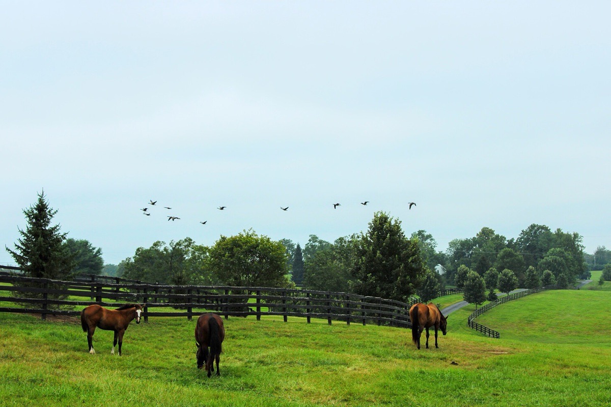 Three horses grazing in a green Lexington paddock behind a black plank fence, a mown lane and clipped trees running over the rise behind them and a skein of birds crossing a pale sky.