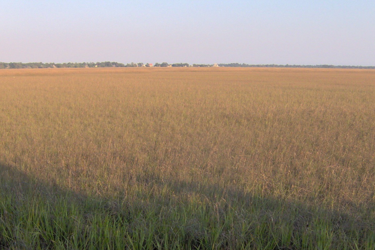 A wide expanse of golden salt marsh grass running flat to a distant treeline with a few rooftops on the horizon, under a pale coastal sky.