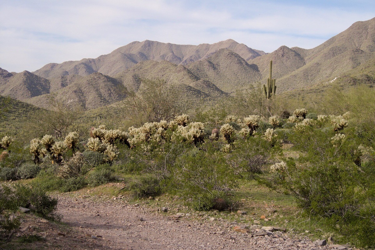 Cholla and low desert scrub in the foreground with the bare ridges of the mountains north of Scottsdale standing behind them under a pale sky.