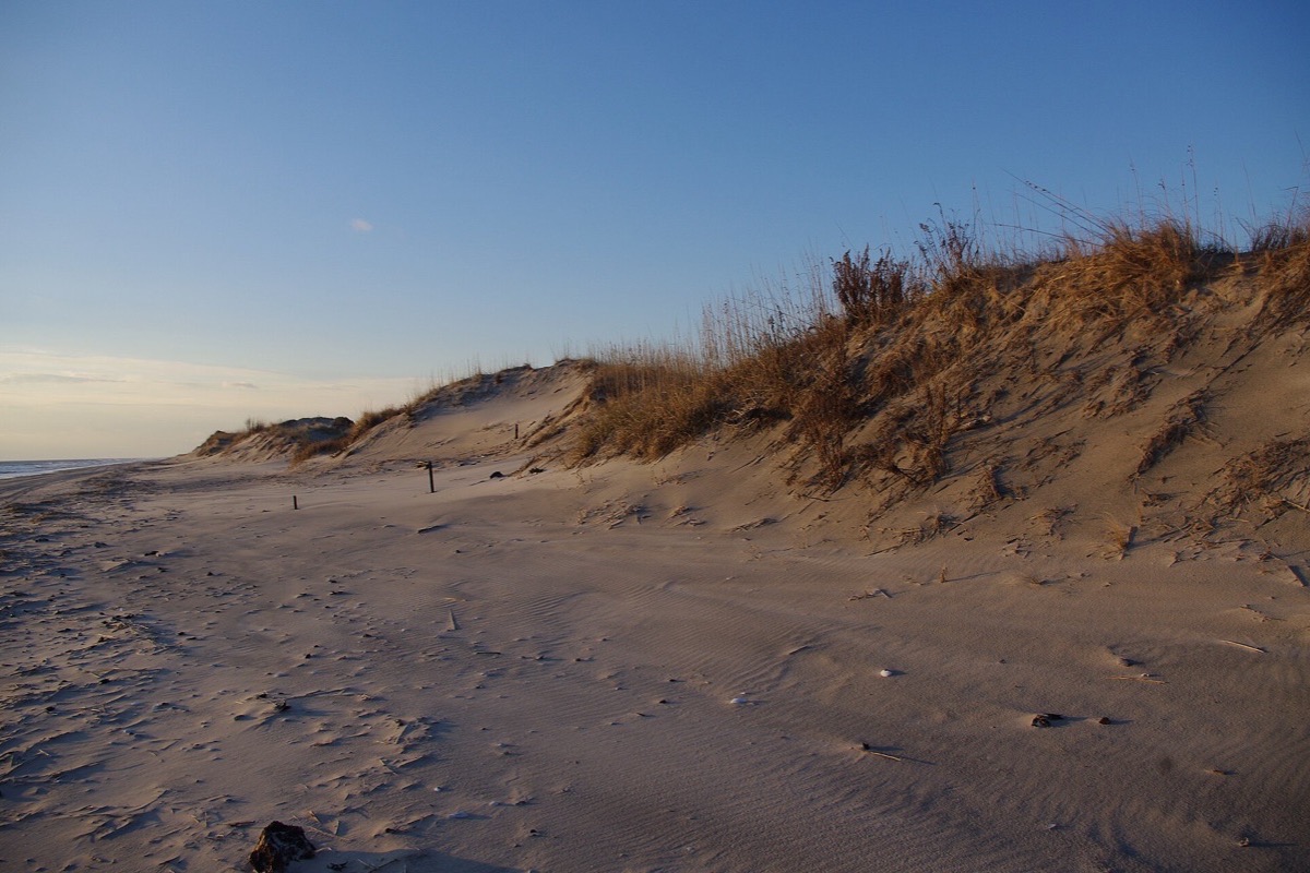 A sand dune held by dry grass running down to an empty Virginia Beach shoreline at first light, wind ripples across the sand and the surf line far off to the left.
