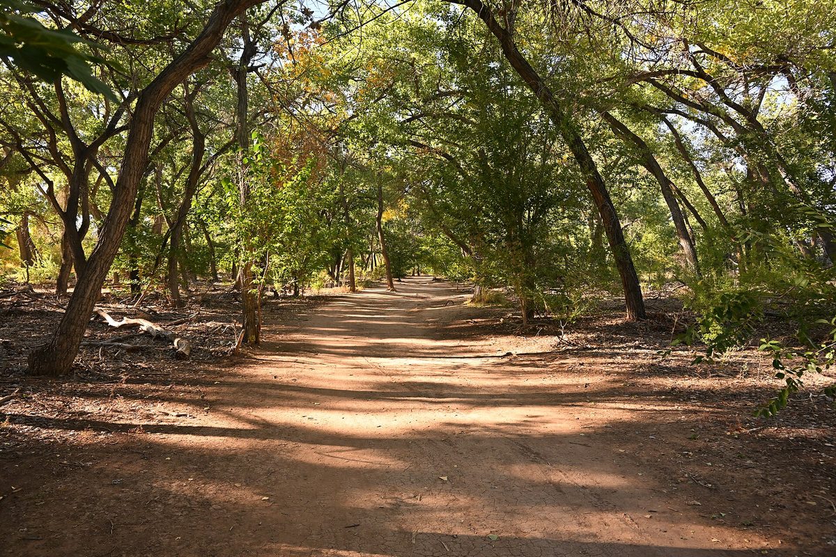 A sandy dirt trail runs through Albuquerque's cottonwood bosque, sunlight dappling the bare ground beneath a green canopy.