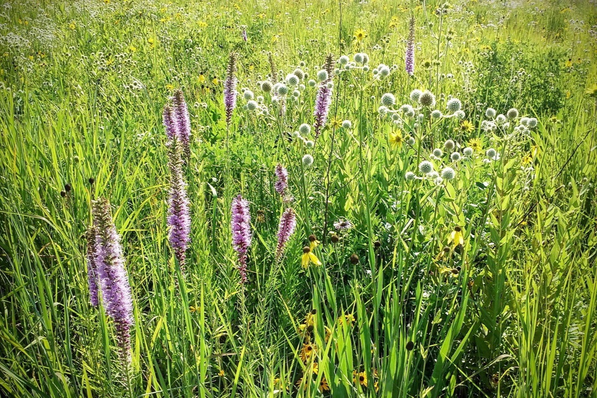 Illinois prairie in high summer, purple blazing star and pale rattlesnake master standing above dense green grass with yellow flowers scattered behind.