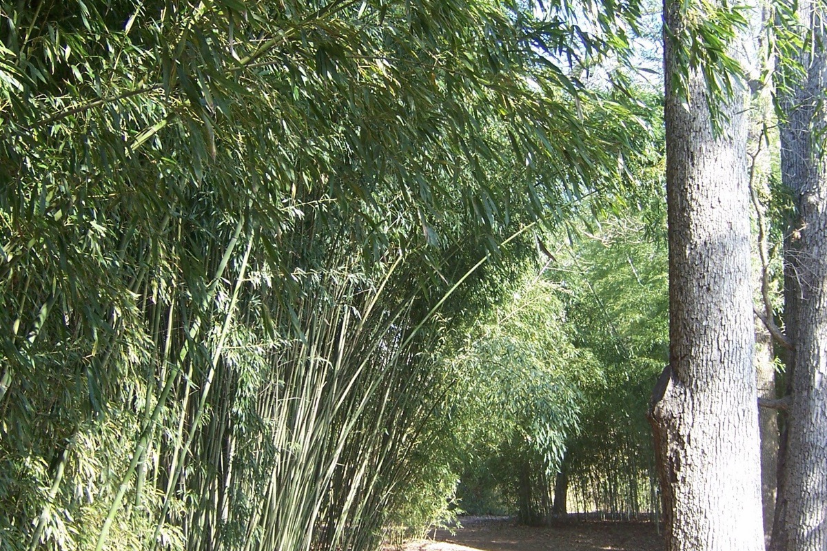 A grove of tall green bamboo in an Alabama garden, the canes crowded close together with a bare winter tree and a leaf covered path running through them.