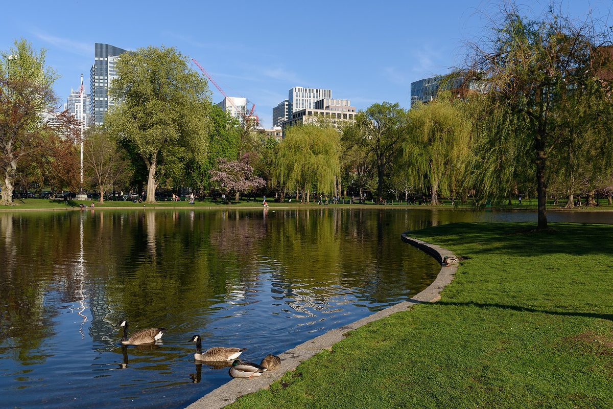 Canada geese and a mallard glide across the Boston Public Garden lagoon, framed by weeping willows, green lawn and downtown towers beyond.