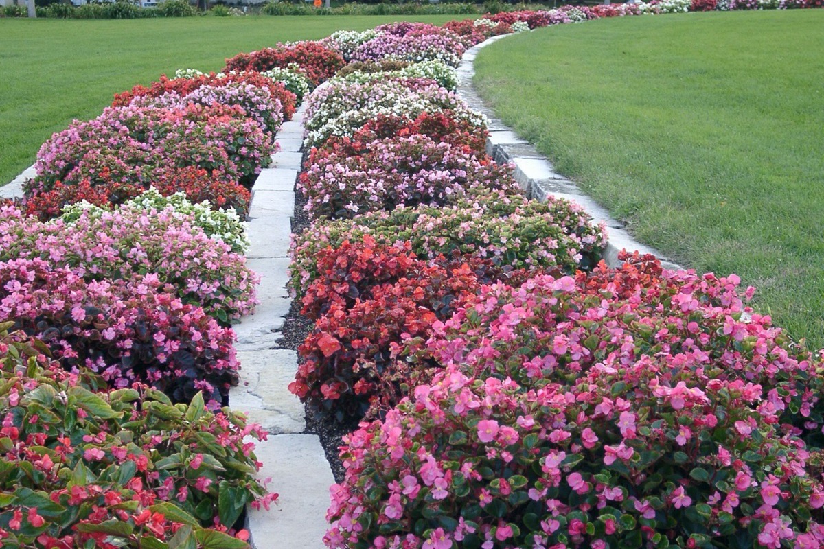 A long bed of massed pink and white flowers running away beside a mown path in an Iowa park, bright green lawn on both sides under a clear sky.