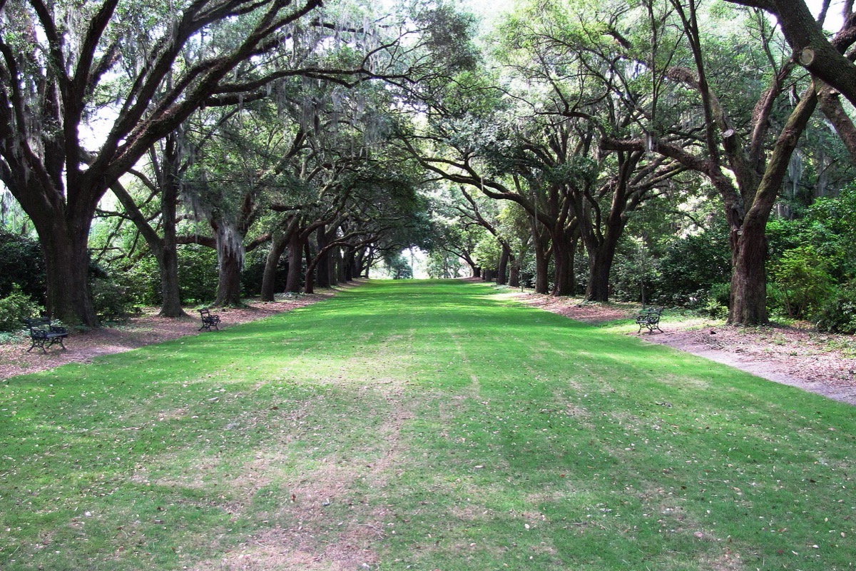An avenue of live oaks in South Carolina, their limbs meeting overhead above a broad green lane with Spanish moss hanging from the branches.