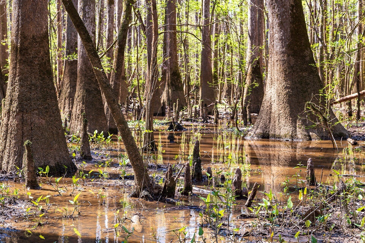 Bald cypress standing in shallow brown water in a South Carolina bottomland forest, their swollen bases and knees surrounded by bright green spring growth.