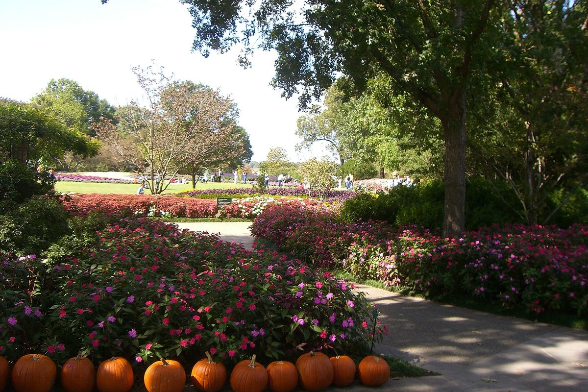 A garden path at the Dallas Arboretum lined with orange pumpkins and banked beds of pink and magenta impatiens under tall shade trees