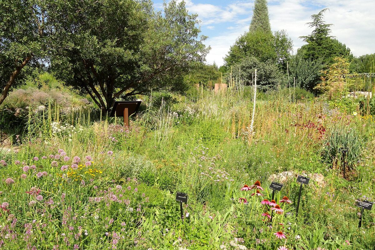 Labeled beds of purple coneflowers, alliums and tall grasses spill across a Denver botanic garden under a partly cloudy sky.