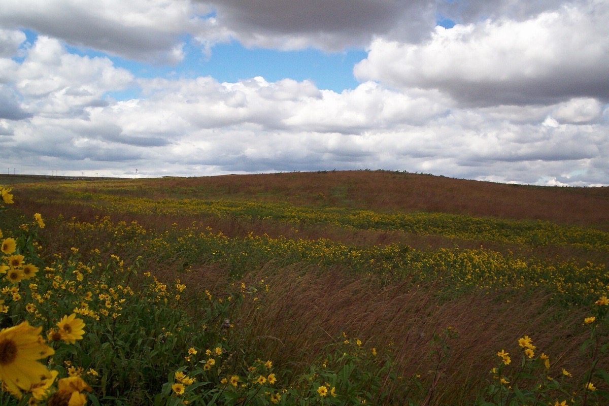 Restored Iowa prairie running over a low rise to the horizon, tall yellow flowers along the near edge and a sky full of scattered white cloud above.