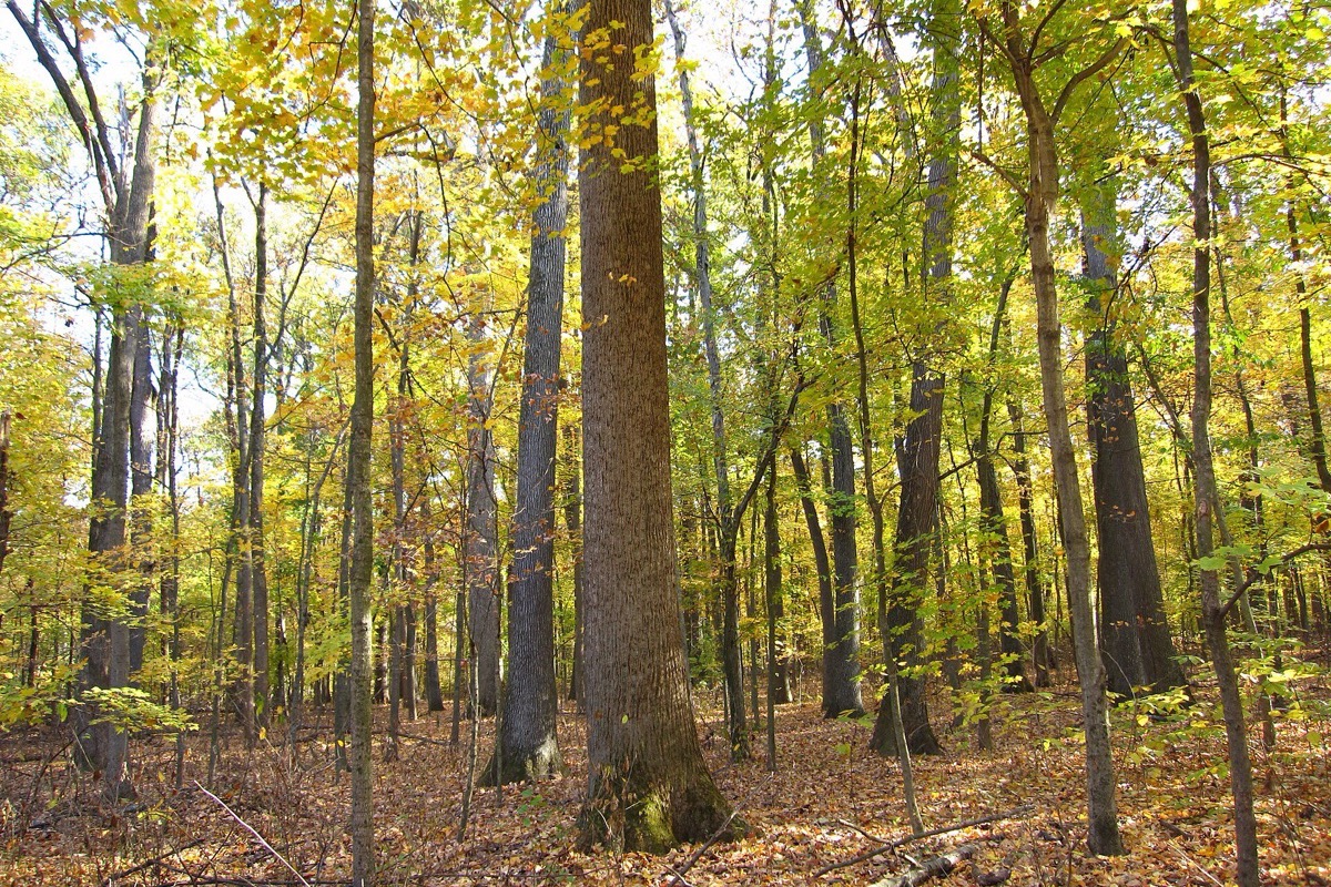 The interior of an old growth Indiana hardwood forest, straight tall trunks rising out of a leaf covered floor with yellow and green canopy far overhead.