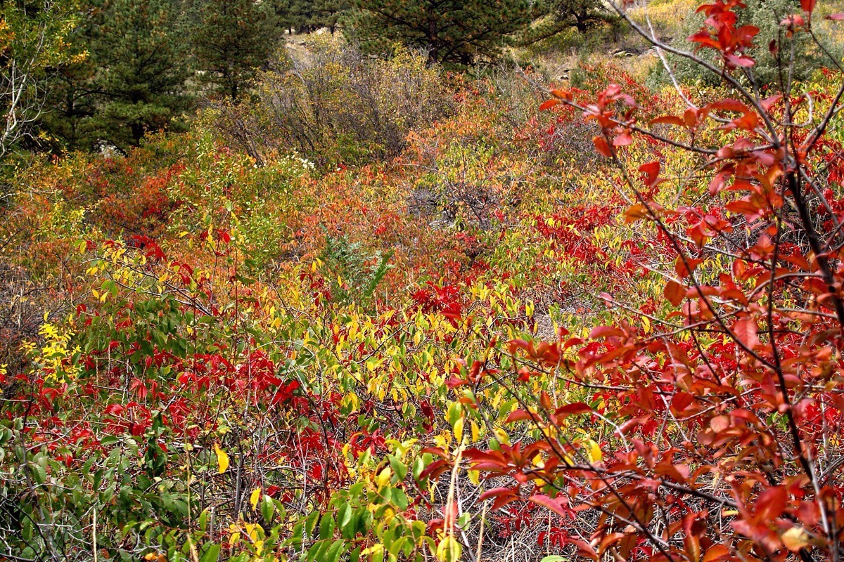 A thicket of Colorado scrub turned brilliant red and orange in autumn, filling the frame with a few bare branches standing through it.