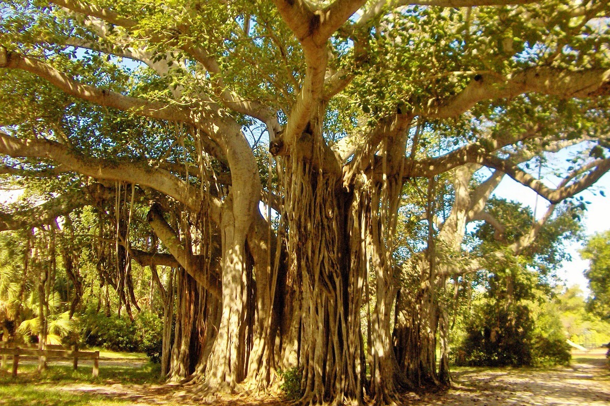 An enormous banyan in a Florida park, its aerial roots hanging down in a curtain and its limbs spreading out over a bare sandy clearing.