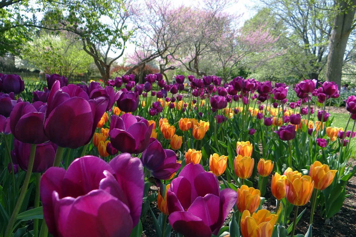 A dense bed of purple and orange tulips in full flower in an Indiana park, with flowering trees and mature bare limbed hardwoods behind them.