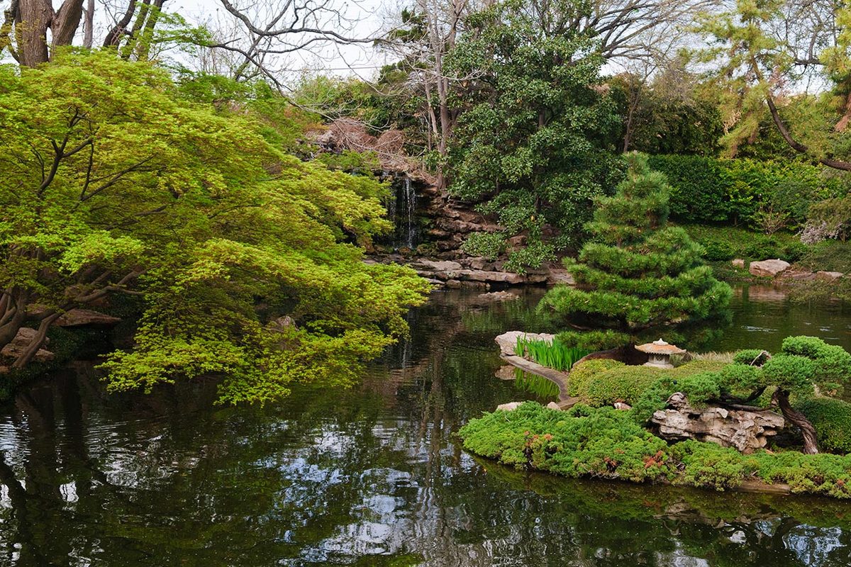 A Fort Worth Japanese garden pond reflects chartreuse maples, a small waterfall, clipped pines and a stone lantern on a rocky island.