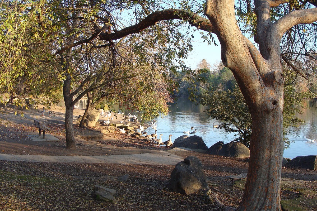 A gravel path under a large bare limbed tree in a Fresno river park, autumn leaves on the ground and waterfowl gathered at the edge of the still green water beyond.
