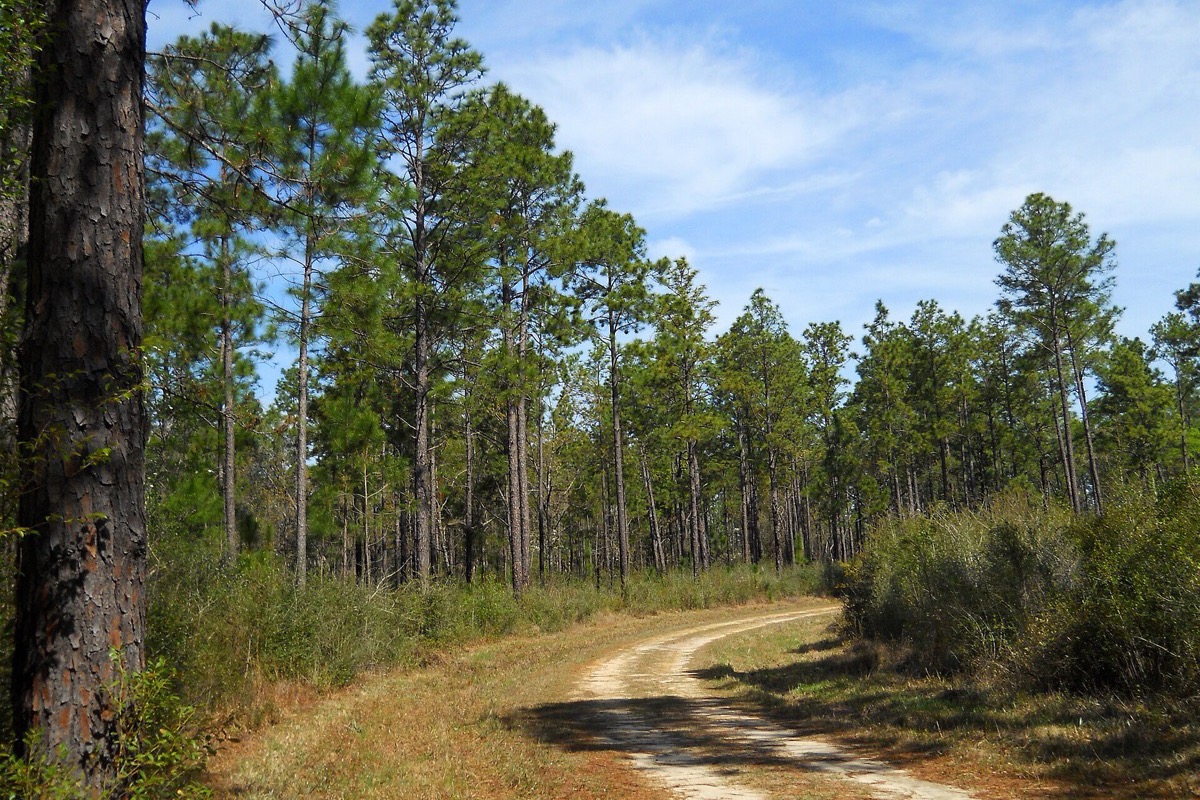 A sandy two track running through open Mississippi longleaf pine, widely spaced trunks with grass and low scrub between them under a bright sky.