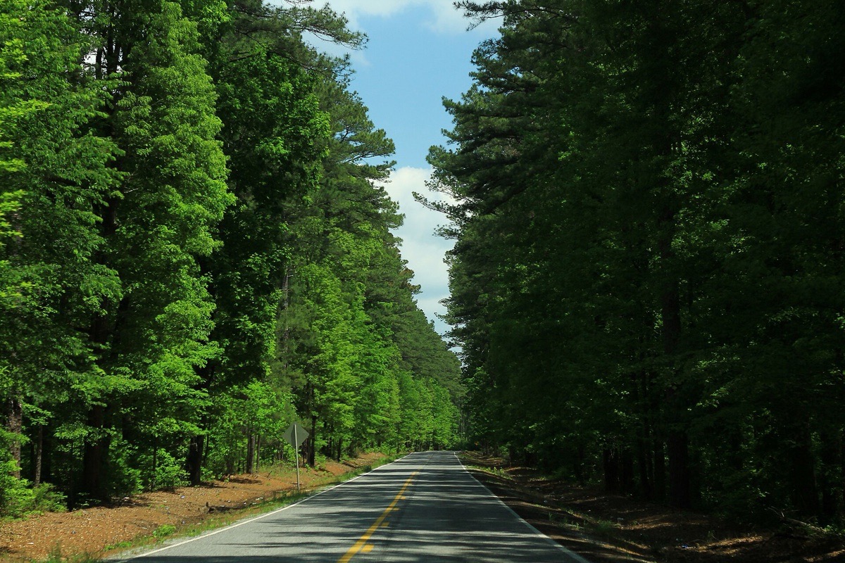 A two lane road running straight through tall green Mississippi pine forest, the trunks crowding close on both shoulders and a strip of blue sky above the canopy.