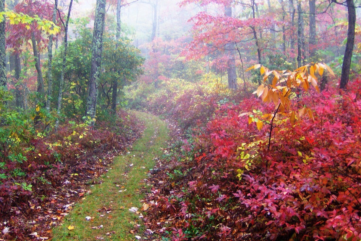 A narrow grass trail running up through Tennessee woodland in full autumn colour, brilliant red and orange understorey crowding both sides under a soft misted sky.