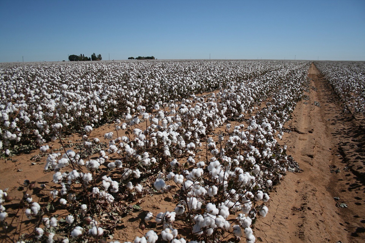 A West Texas cotton field at harvest near Lubbock, open bolls running in long rows over red brown soil to a flat horizon under a pale sky.