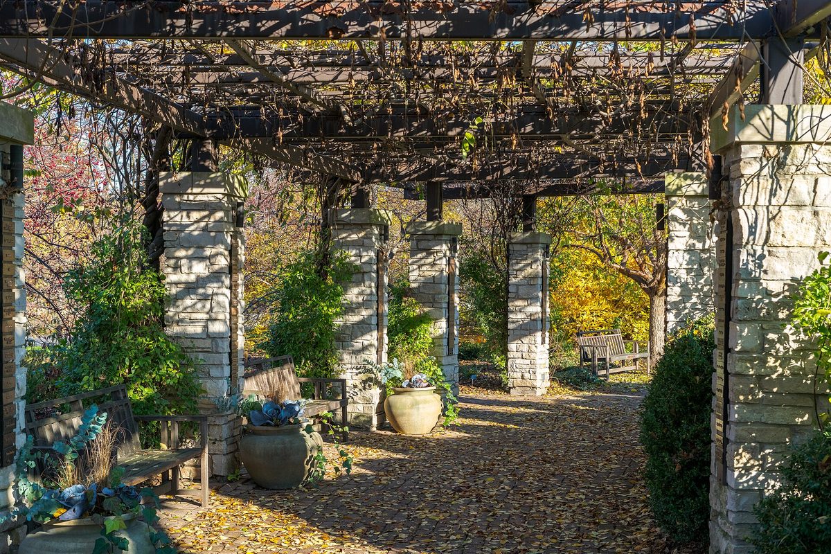 Madison, WI: sunlight falls through a stone-pillared garden pergola with bare vines, wooden benches and urns over a path deep in fallen yellow leaves.