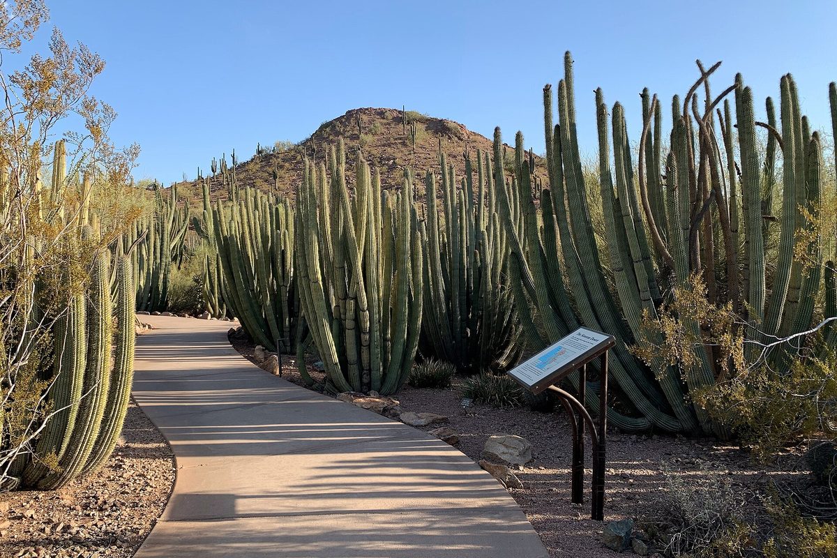 A paved desert garden path in Phoenix lined with organ pipe cactus and saguaro, an interpretive sign at right and a rocky butte under clear blue sky.
