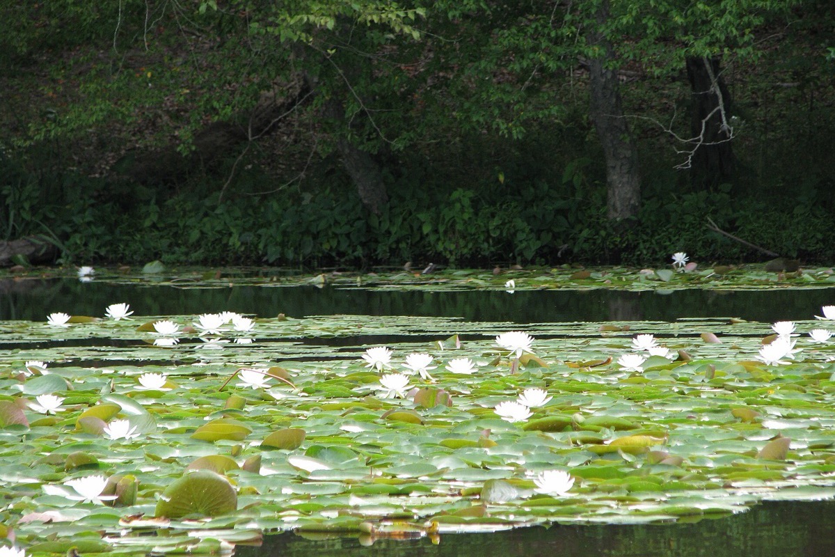 White water lilies open across a green Virginia pond, their pads covering the surface from bank to bank with dense summer woodland rising behind.