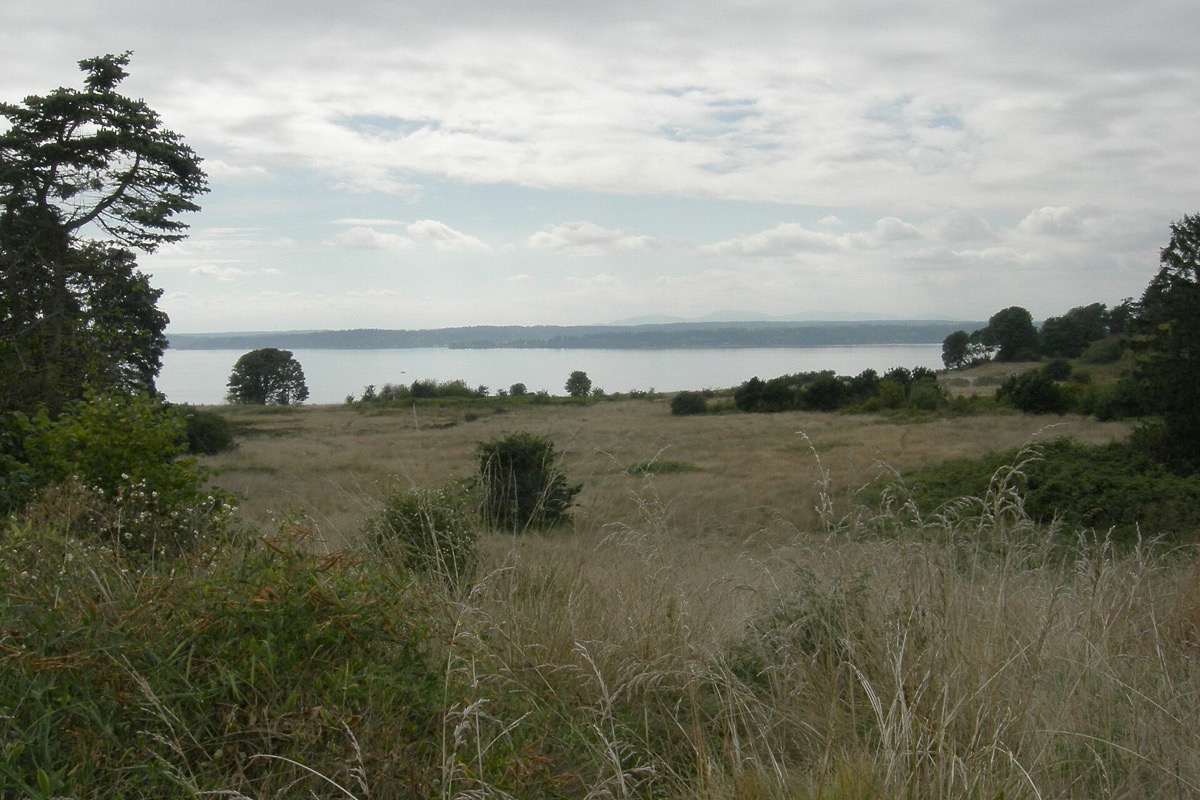 A grass meadow above Puget Sound in a Seattle park, a large windblown tree on the left and the water and far shore visible past the edge of the bluff under grey cloud.