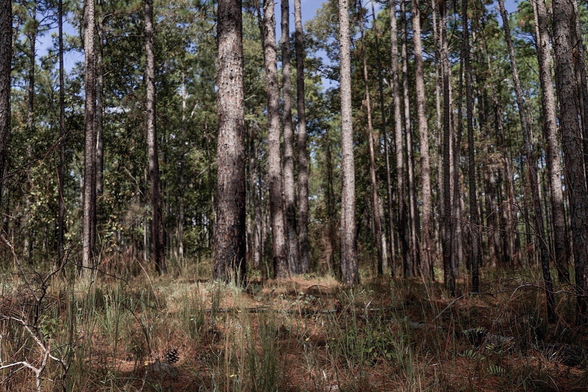 A stand of tall straight Louisiana longleaf pine with clear space between the trunks and rough grass covering the ground beneath them.