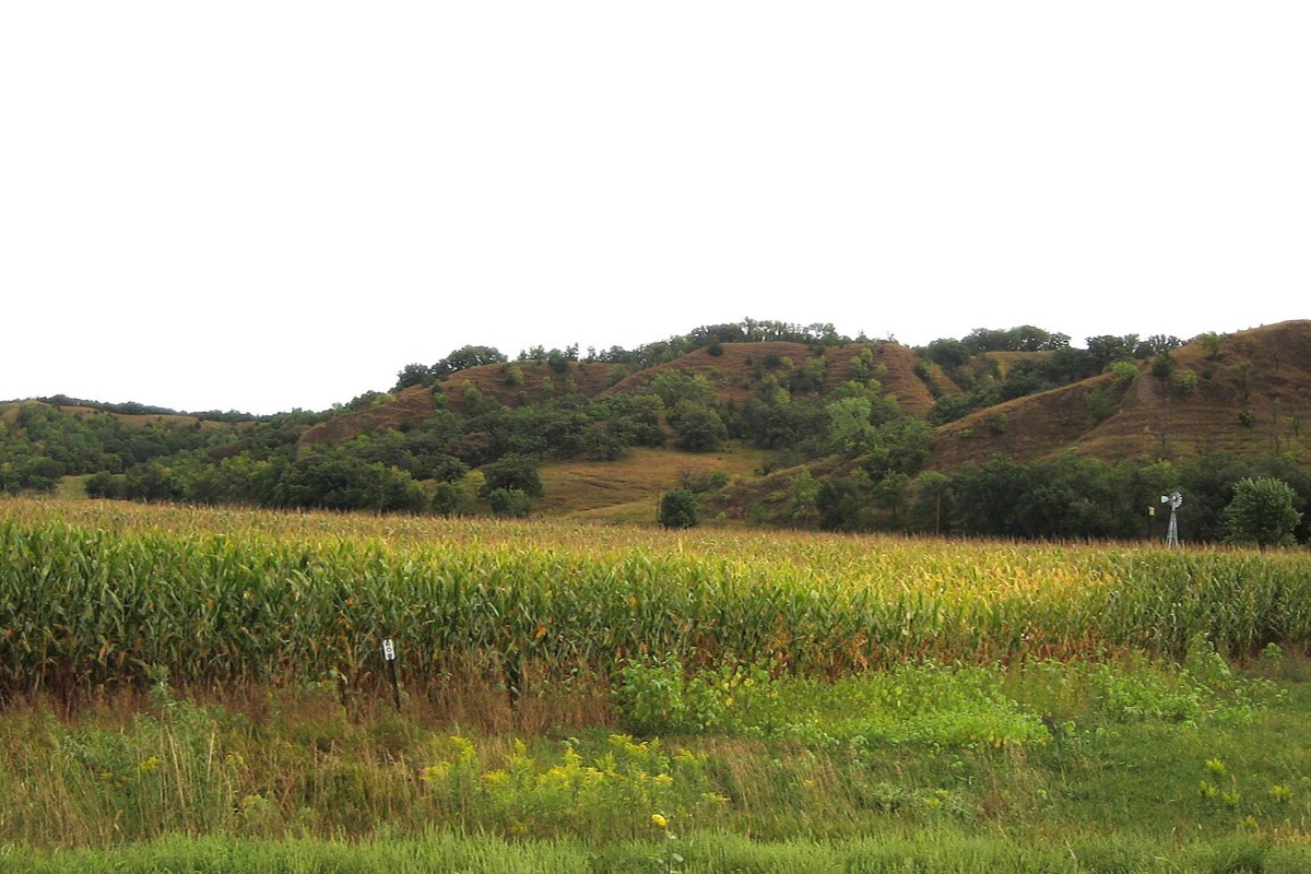 A field of ripe corn running back to a line of steep grass covered loess hills in Iowa, the hills bare on top and wooded in their folds.