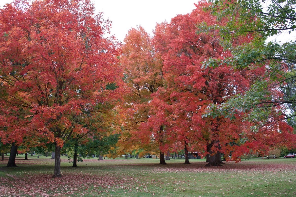 Mature maples in full red autumn colour standing on a mown lawn in a Washington park, bright light coming through the leaves.