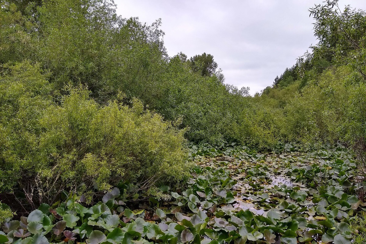 A small Washington lake almost completely covered in floating plants, dense green willow and alder closing in around the whole shoreline.