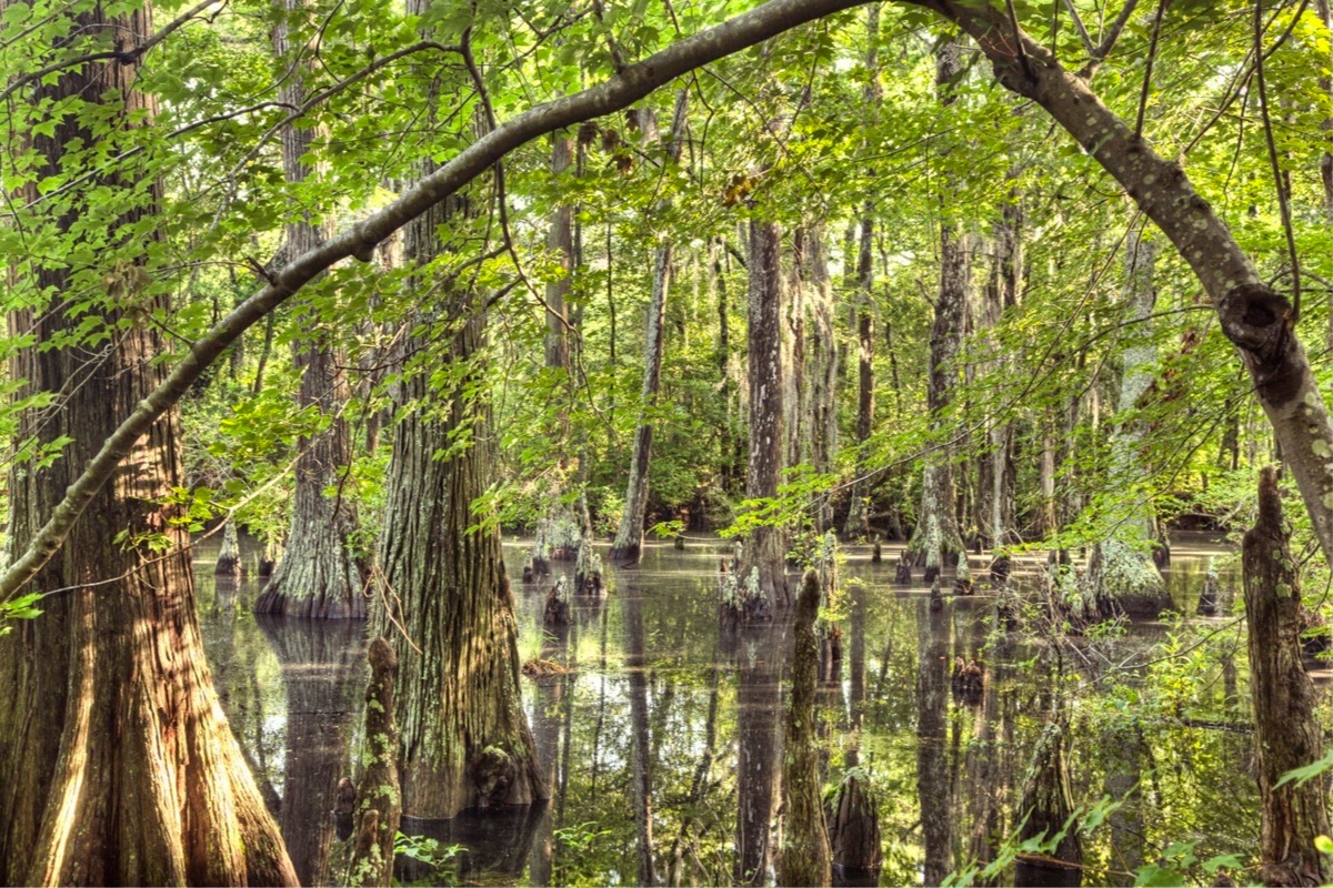 A bald cypress swamp near Virginia Beach, trunks and knees standing in still dark water with an arching branch overhead and bright green spring foliage above.