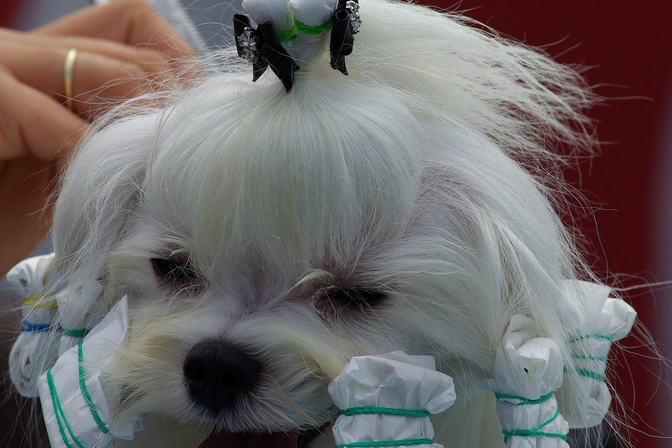 Close-up of a white long-haired dog with bows and its coat wrapped in tied paper wrappers