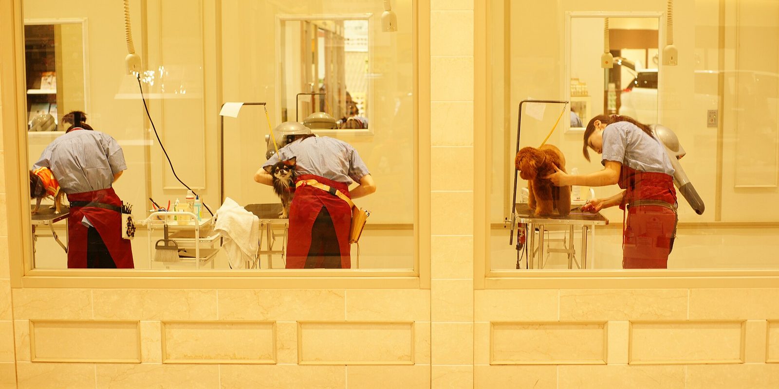 Seen through salon windows, three groomers in red aprons work on small dogs at grooming tables