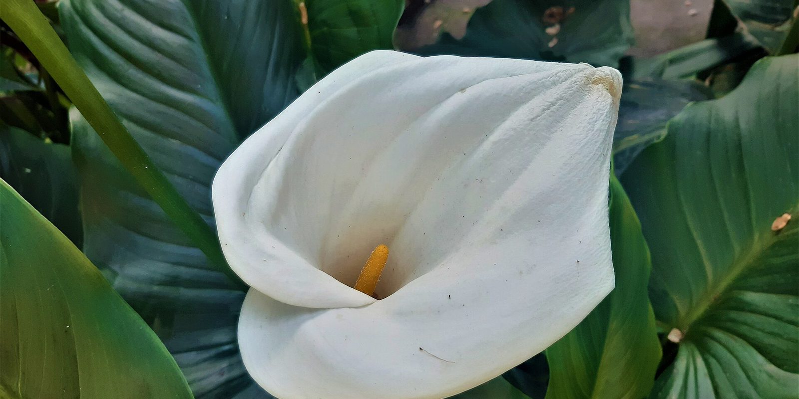 A single white calla lily in close-up, surrounded by broad dark green leaves