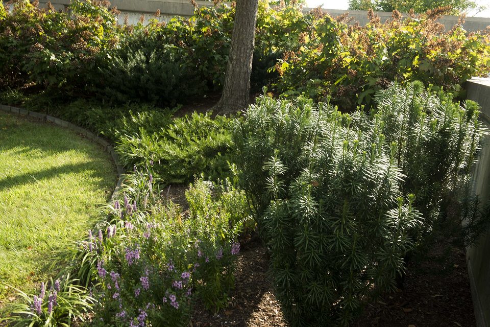 A shaded landscaped border of shrubs, ferns and purple flowering plants edged in stone beside a lawn