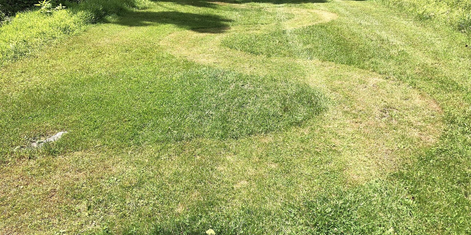 A freshly cut lawn in bright sun, with curving mower paths and patches of dry yellowed grass
