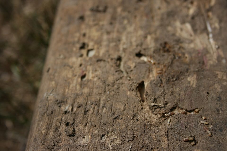 Close view of a weathered wooden beam pitted with holes, with pale insects crawling on it