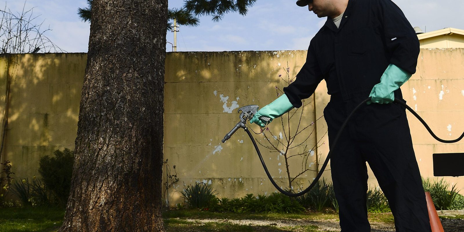 A worker in dark coveralls and green rubber gloves sprays a tree trunk from a hose nozzle