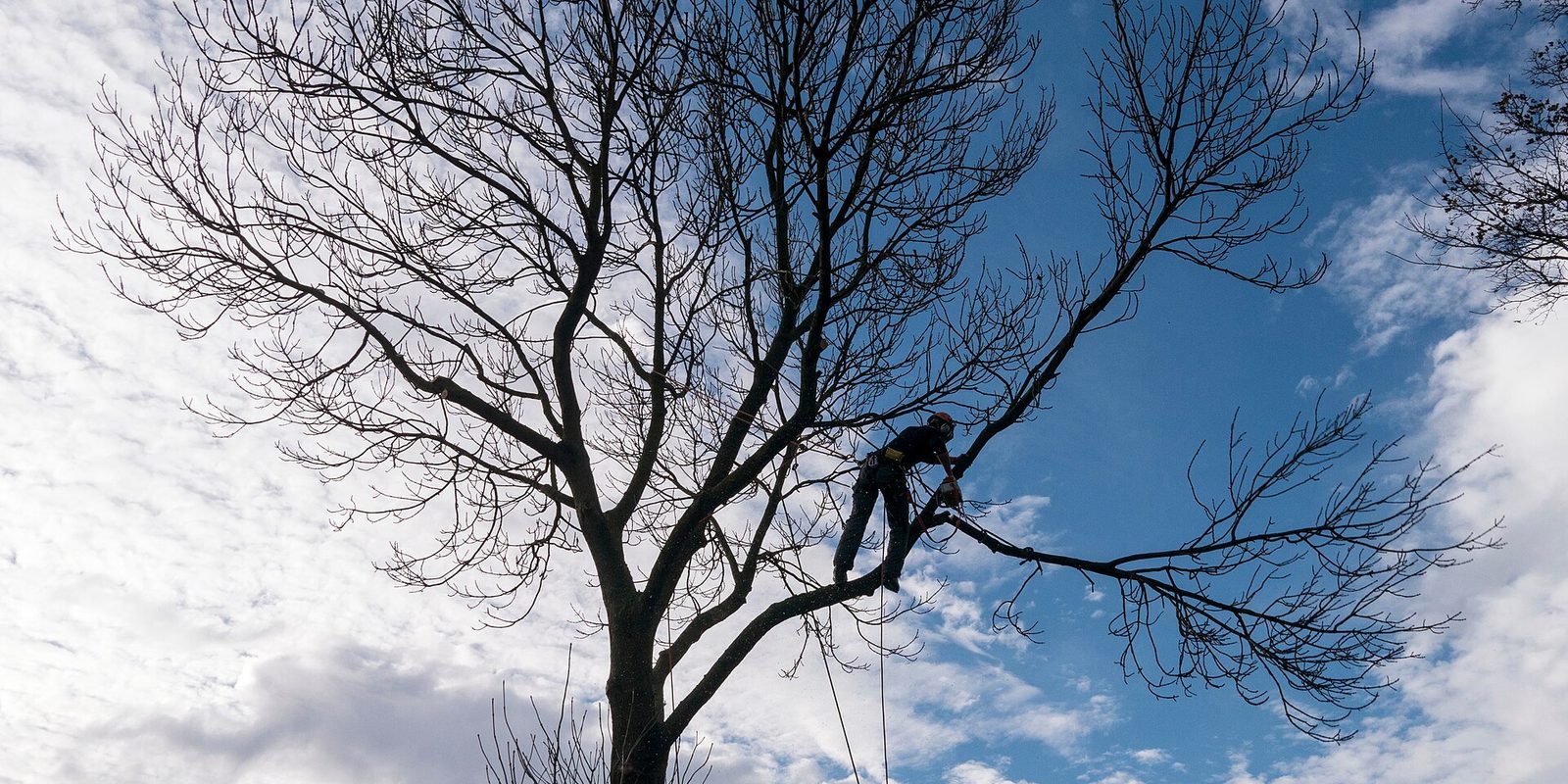 A climber roped high in a bare tree, cutting a limb against a bright cloudy sky