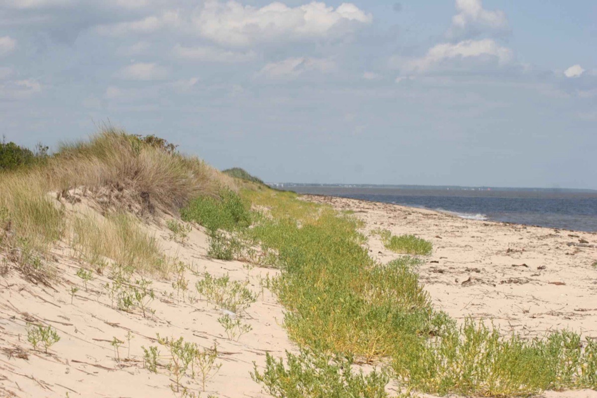 A low Delaware dune held together by beach grass, the sand running down to a wide flat beach and calm water beyond it under a bright hazy sky.