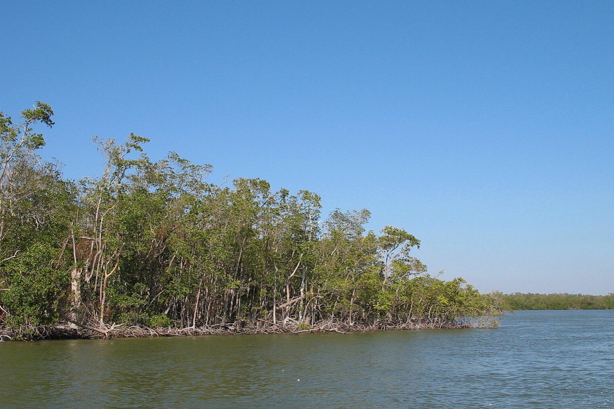 A low wall of Florida mangroves standing on their tangled roots along the edge of open brackish water, pale bare branches above the dark green canopy and a clear sky behind.