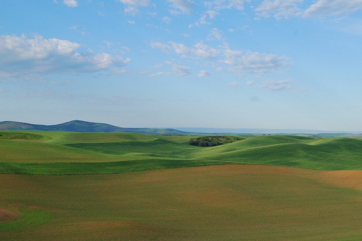 The rolling hills of the Idaho Palouse in early summer, bands of green and gold crop running over one another to a low treeline, under a pale sky.