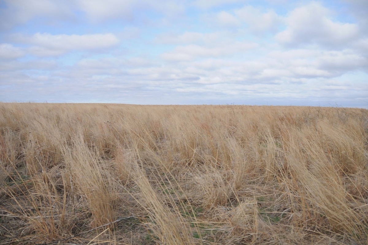 A Kansas field of dry wheat laid over by the wind, running unbroken to a flat horizon under a bank of low grey cloud.