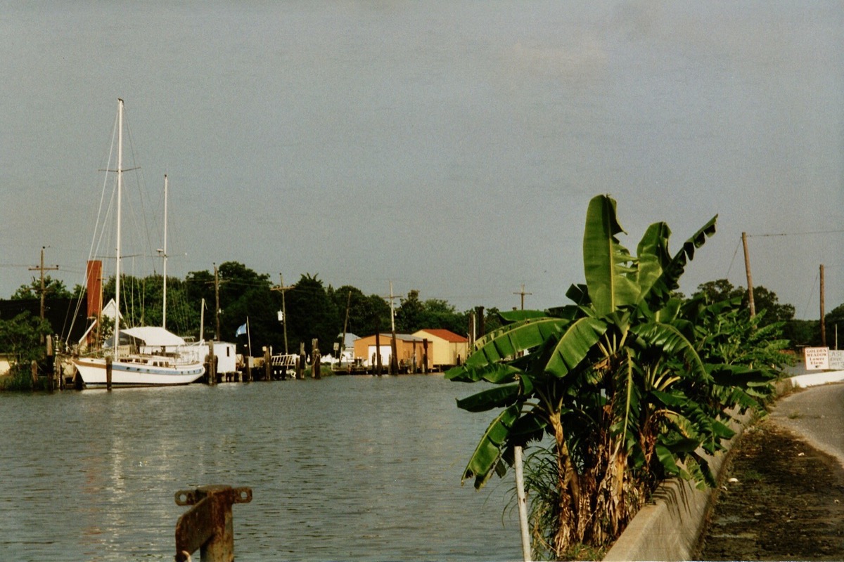 A working Louisiana bayou waterfront, masts and shrimp boats moored along the far bank, low buildings behind them and a stand of banana leaves growing over the concrete bulkhead in the foreground.