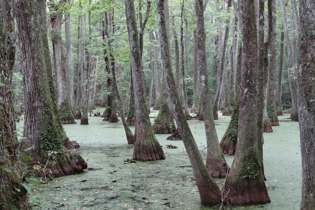 Bald cypress trunks and their swollen bases standing in a Mississippi swamp, the water surface completely covered in bright green duckweed and more cypress closing in behind.