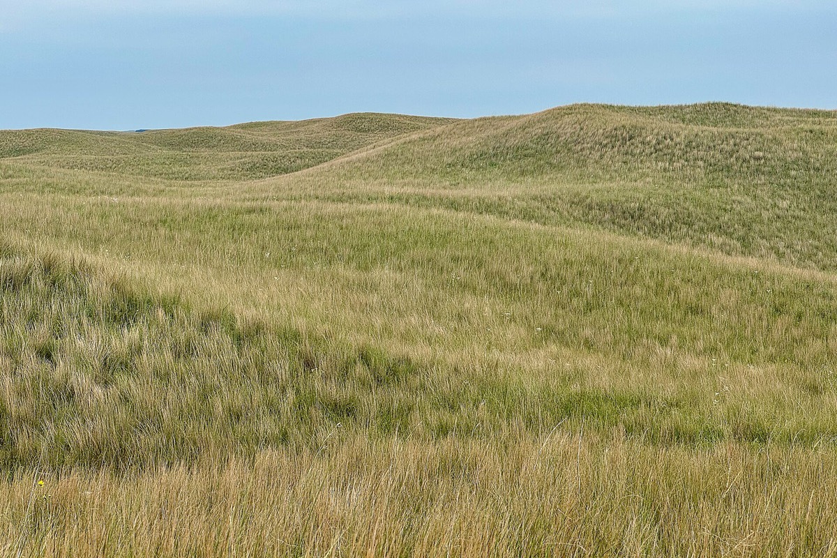 The Nebraska Sandhills in summer, grass covered dunes rolling away in long soft ridges with nothing built on them and no tree in sight.